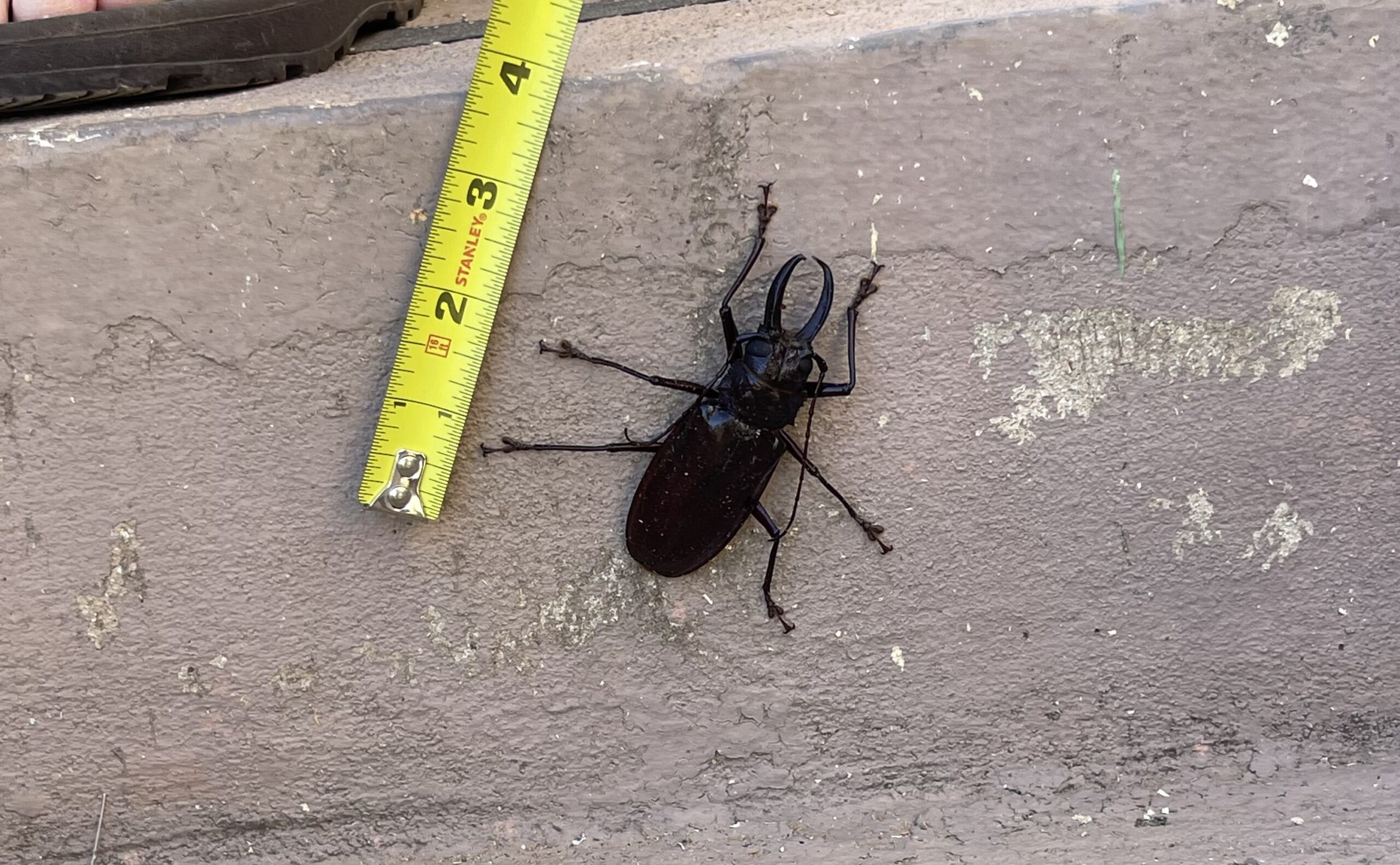 "Little" friends like this one like to hang around the work sites from time to time.